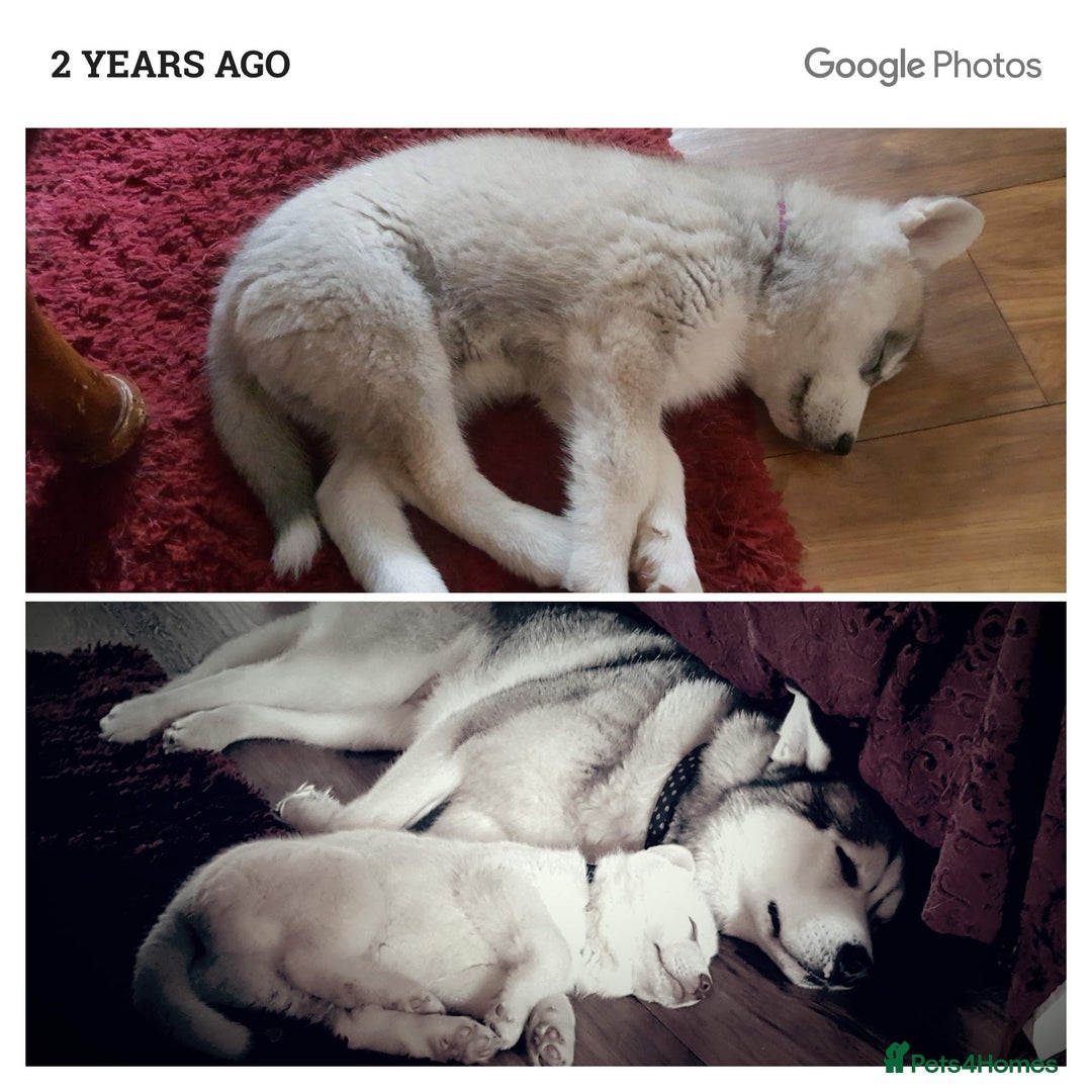 Siberian Husky dogs for stud: *STUD* - Advert 3