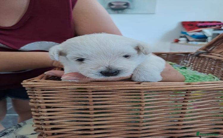 Mixed Breed dogs - Advert 1