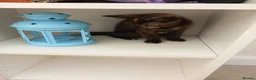 Mixed Breed cats for sale: Very pretty tortie kitten - Advert 6