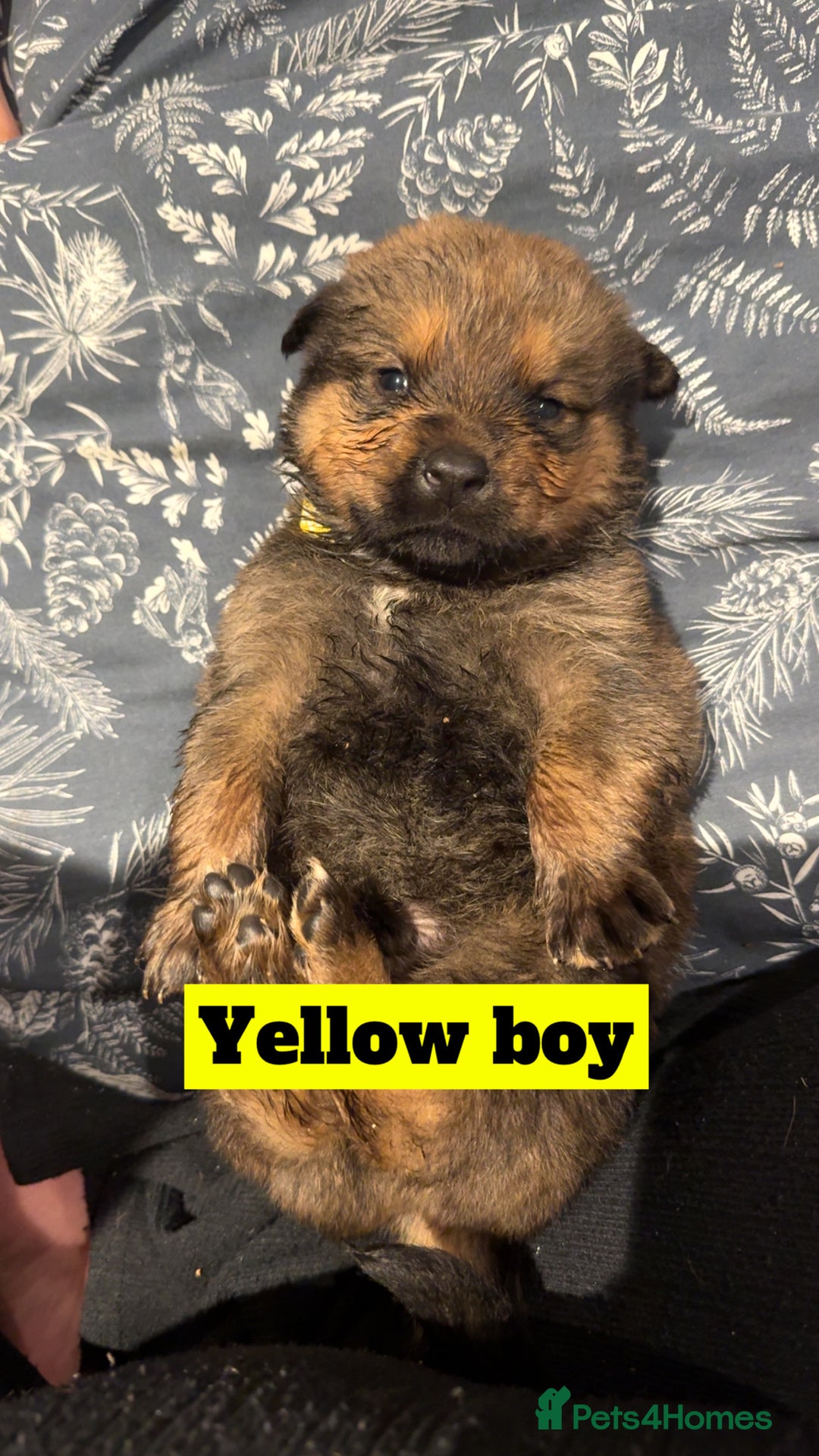 Mixed Breed dogs for sale: Rottweiler x Akita  - Image 3