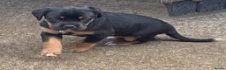 Rottweiler dogs for sale: Rottweilerx - Advert 3