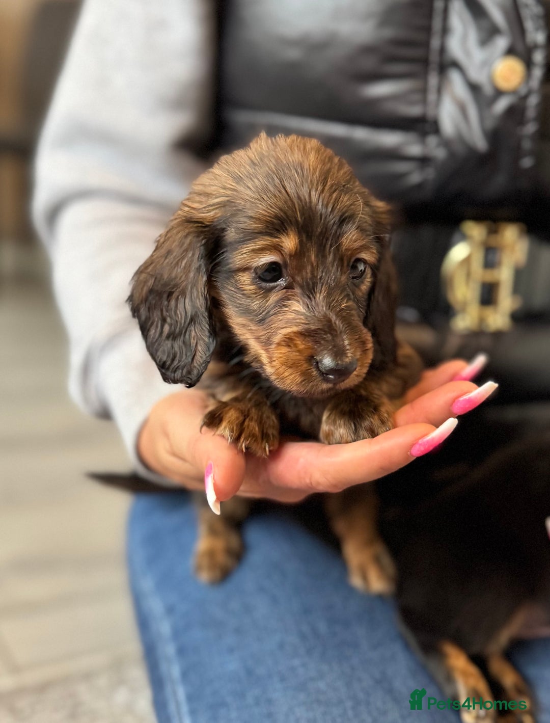Dachshund dogs for sale: Miniature long hair dachshunds - Image 21