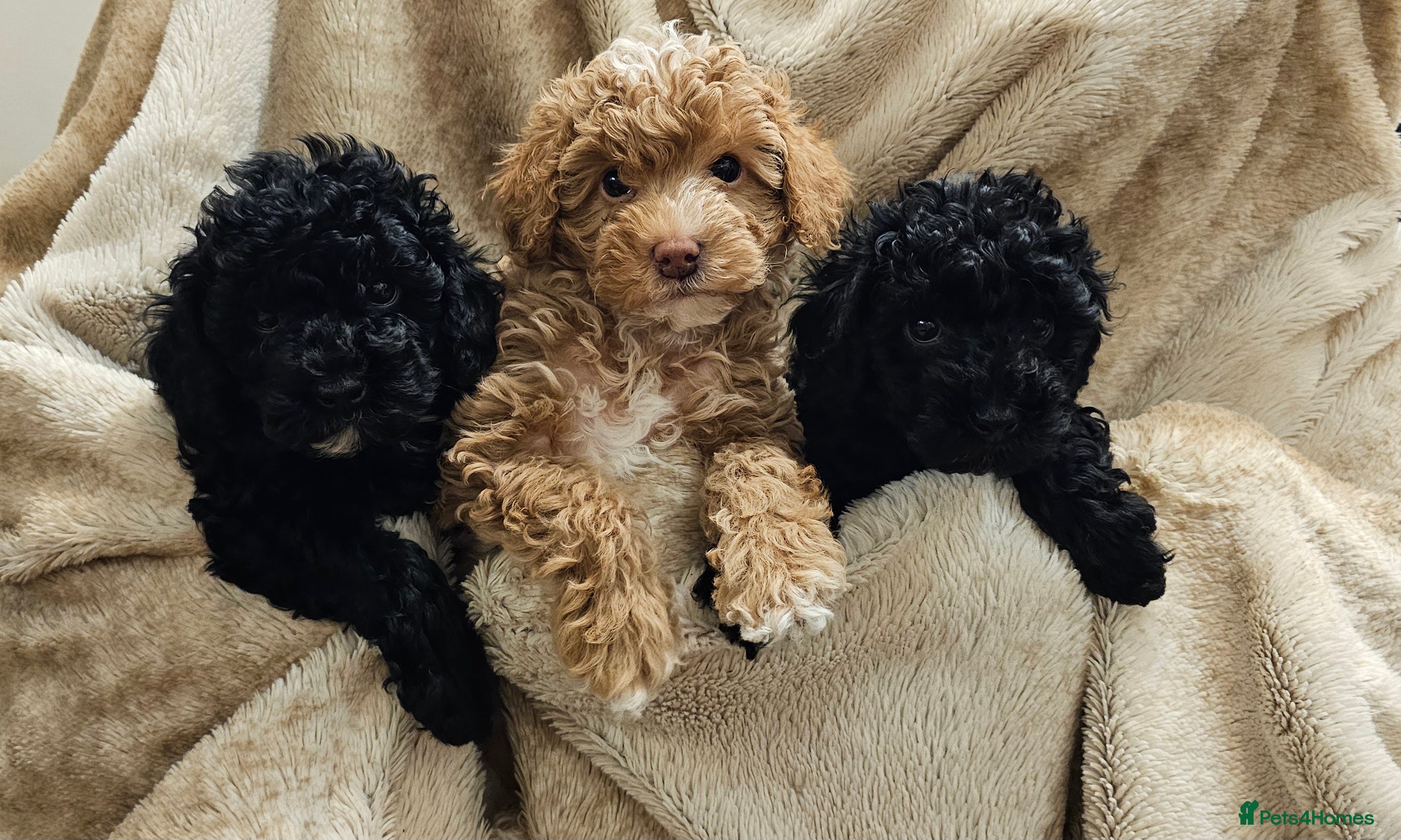 Cockapoo dogs Toy Cockapoo  - Advert 1