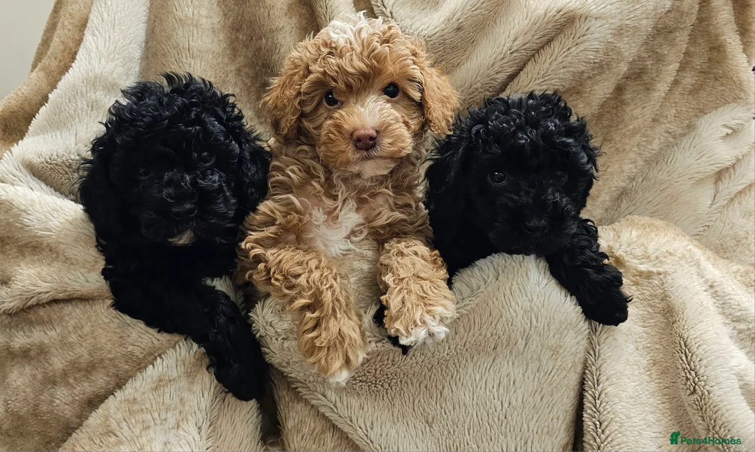 Cockapoo dogs for sale: Toy Cockapoo  - Advert 1