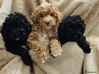 Cockapoo dogs Toy Cockapoo - Advert 1