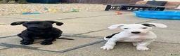 Mixed Breed dogs for sale: 1 boy & 1 girl  - Advert 1