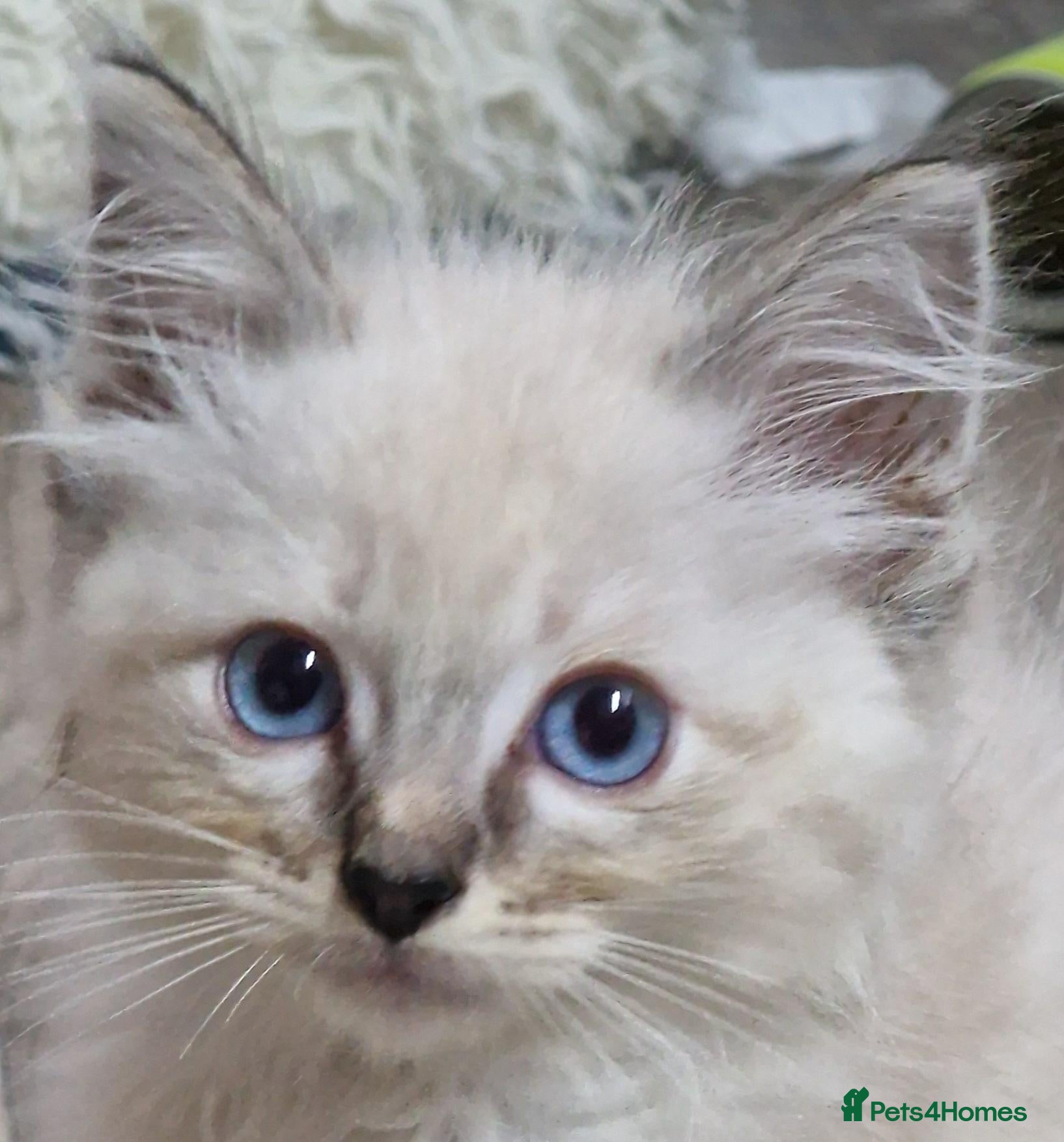Ragdoll cats for sale: Gorgeous gccf reg Ragdoll kittens - Advert 2