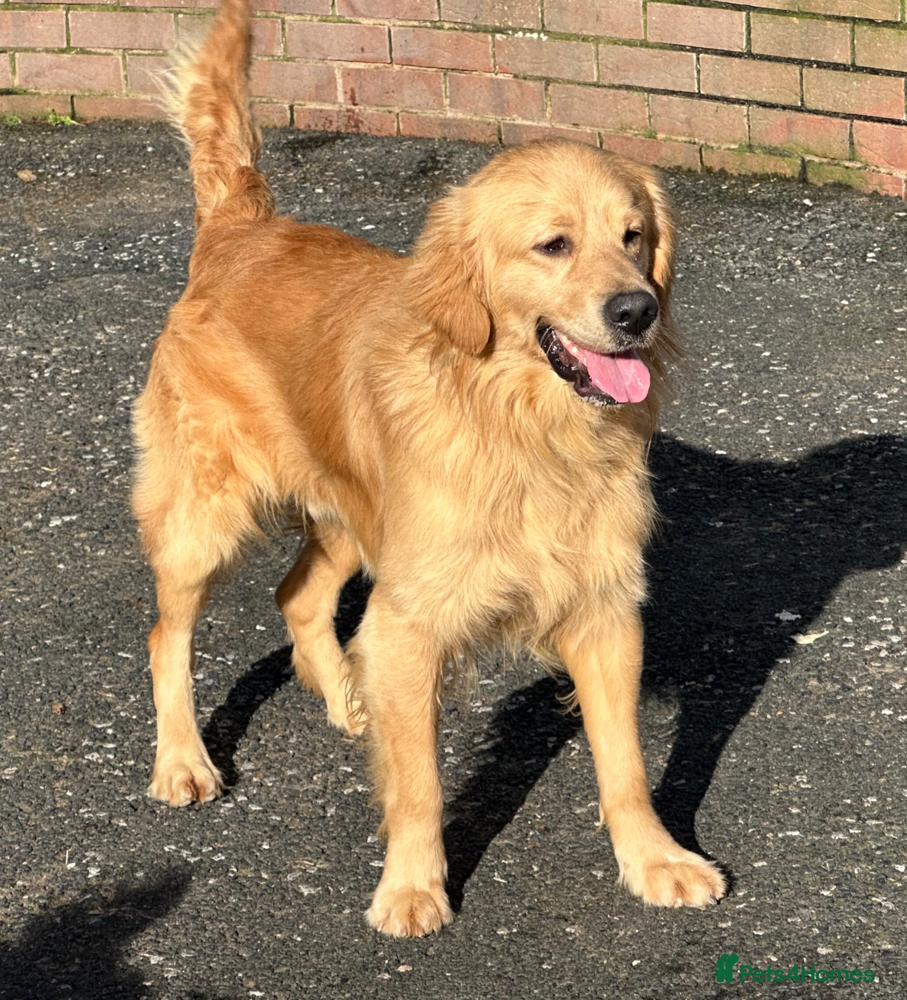 Golden Retriever dogs Golden Retriever at Stud  - Advert 2