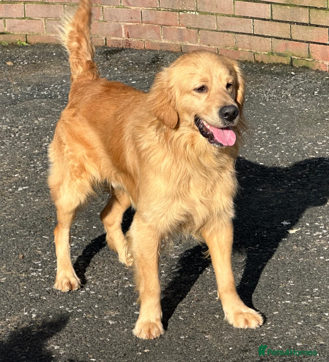 Golden Retriever dogs for stud: Golden Retriever at Stud  - Advert 1