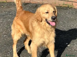 Golden Retriever dogs Golden Retriever at Stud - Advert 2