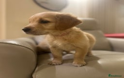 Golden Retriever dogs for sale: Gorgeous golden retriever puppies for sale - Image 16