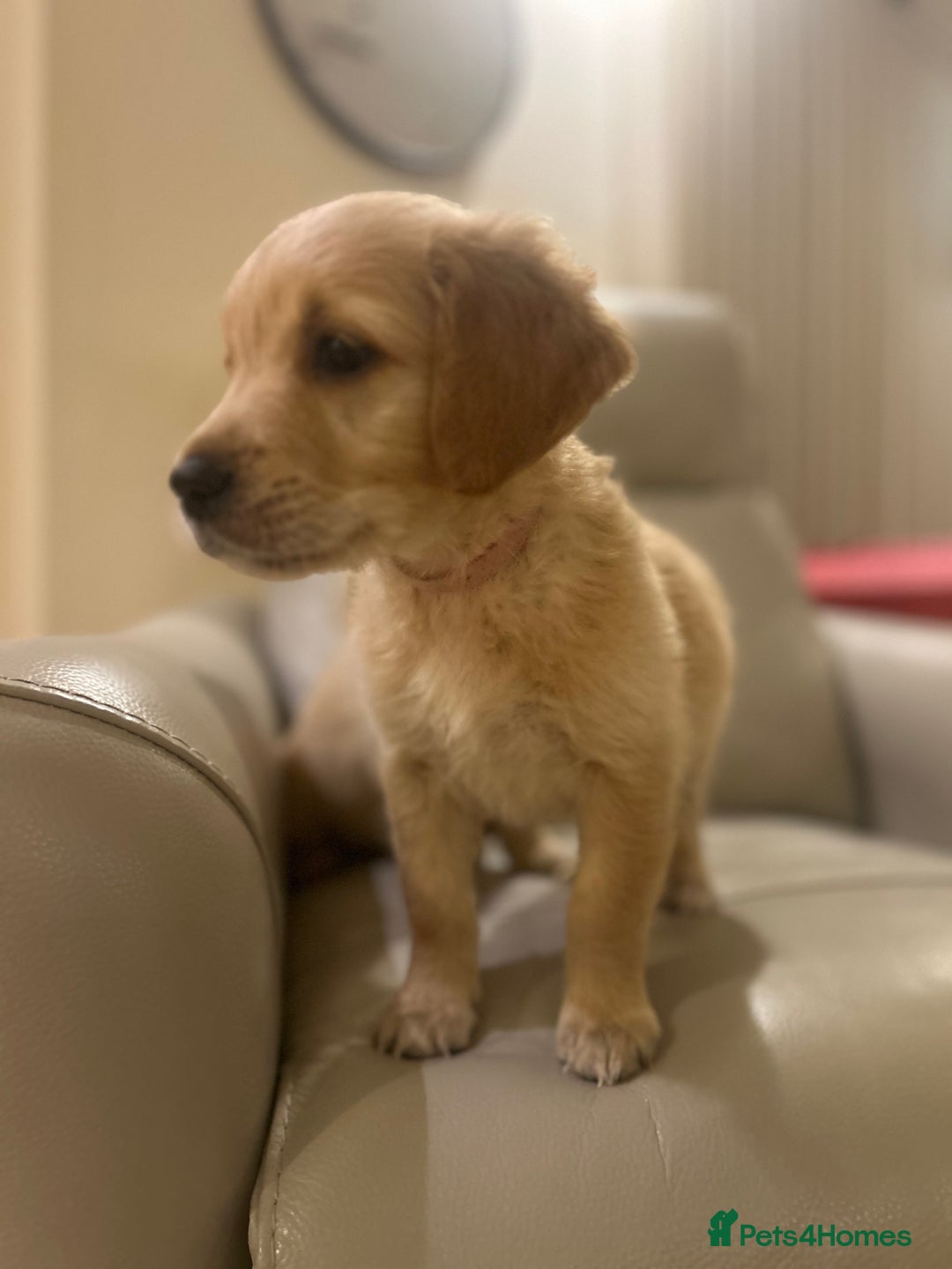 Golden Retriever dogs for sale: Gorgeous golden retriever puppies for sale - Image 16