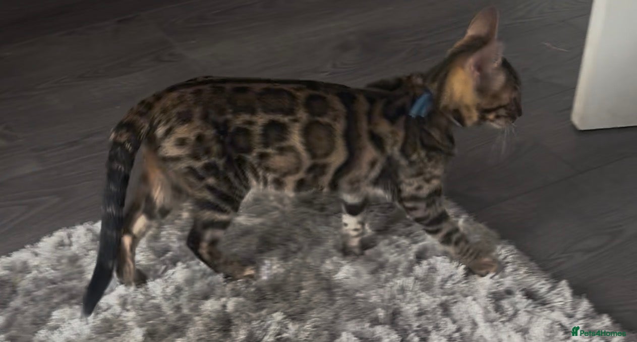 Bengal cats 2 LEFT!! ✨ Beautiful Bengal Kittens✨ - Advert 3