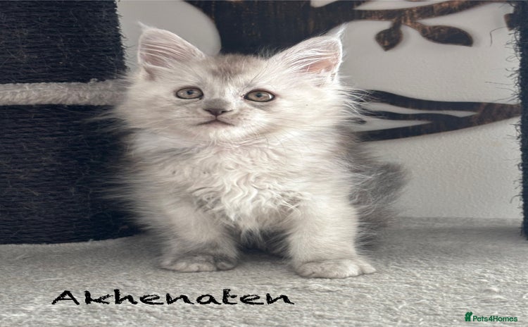 Maine Coon cats - Advert 10