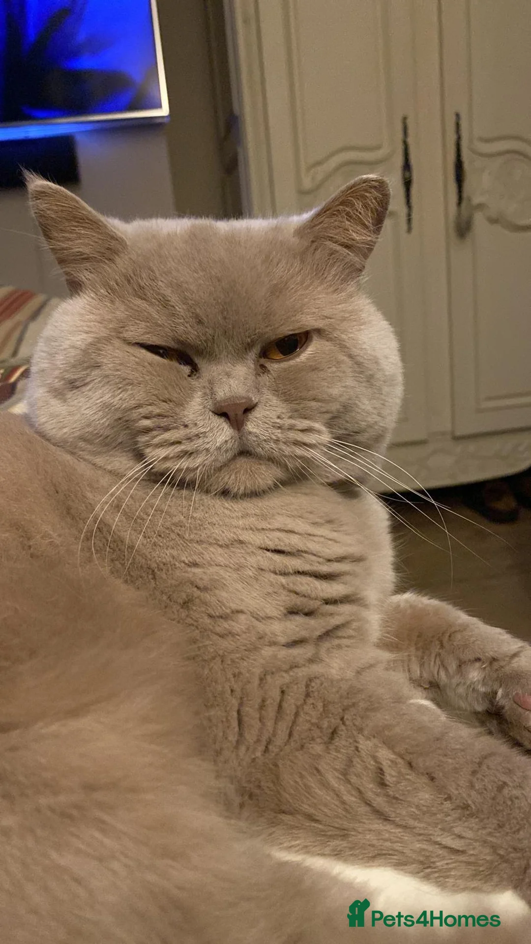 British Shorthair cats for sale: British Short hair - lilac  in Leigh-on-Sea - Advert 2