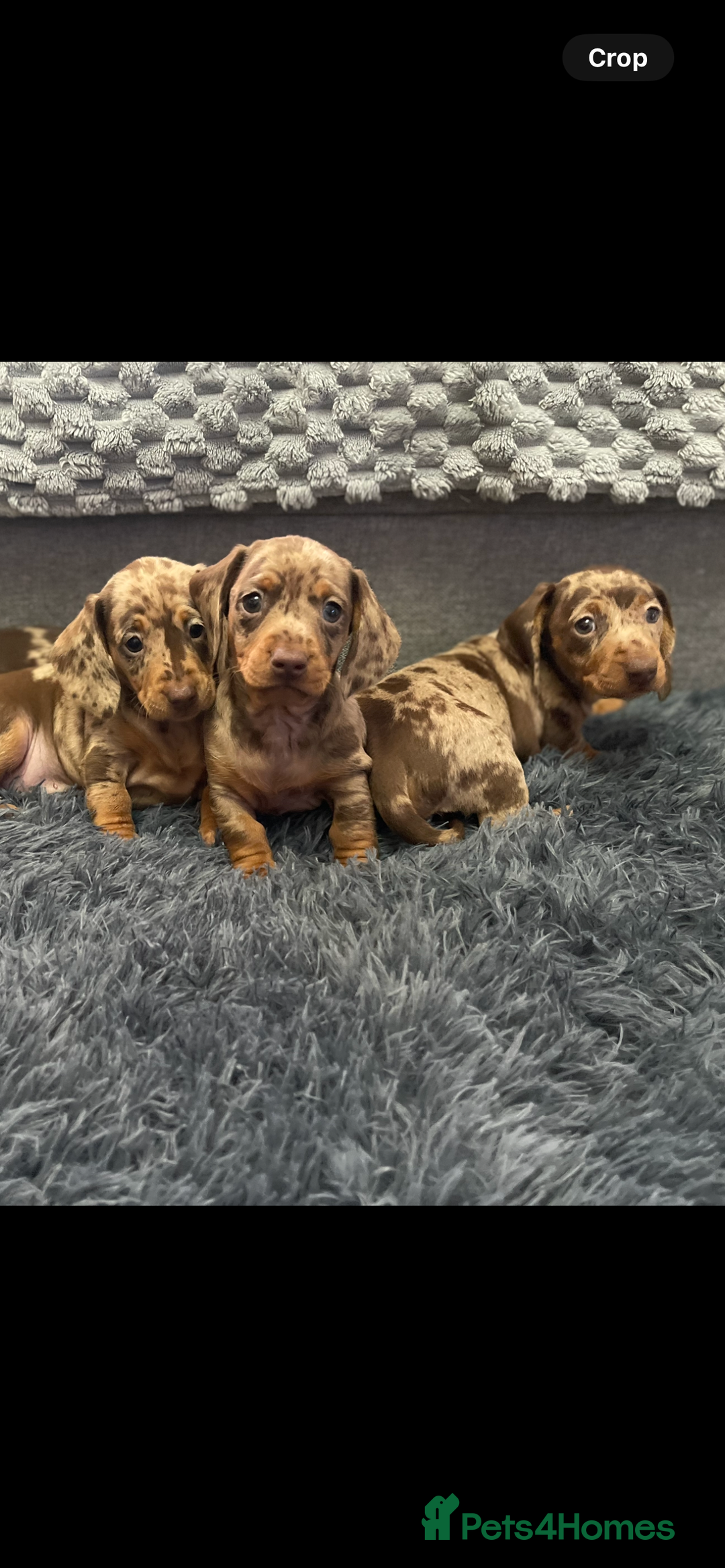 Dachshund dogs for sale: Miniature Dachshund puppies  - Advert 16