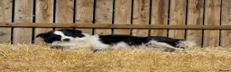 Border Collie dogs for sale: Very Cute Fluffy Border Collie Pups - Advert 9