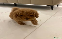Poochon dogs for sale: Poochon puppies  - Image 4