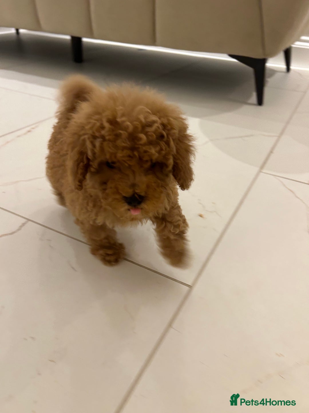 Poochon dogs for sale: Poochon puppies  - Image 4