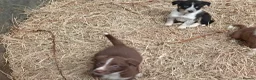 Border Collie dogs for sale: Farm collie puppies  - Advert 4