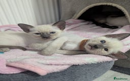 Siamese cats for sale: Your Heart Will Melt! Amazing Siamese Kittens! - Image 1