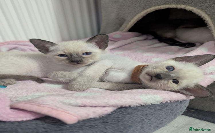 Siamese cats - Advert 1