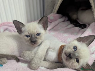 Siamese cats - Advert 2