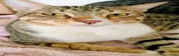 Arabian Mau cats for sale: Arabian Mau for adoption - Advert 5