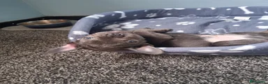 Nacho