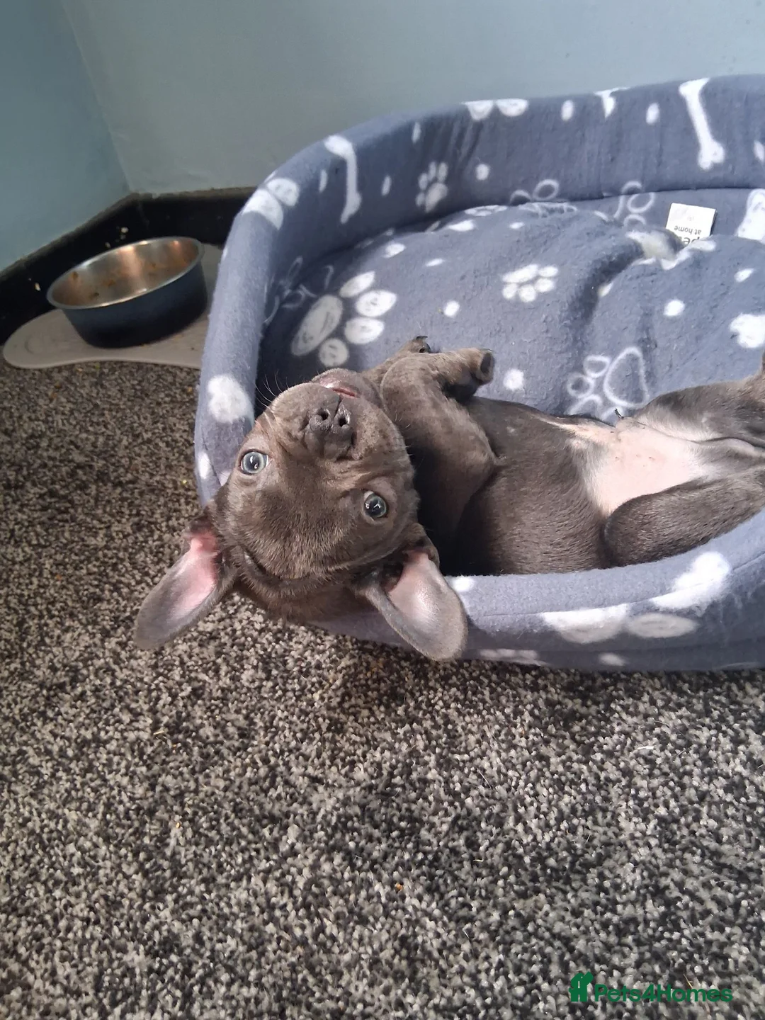 French Bulldog dogs for sale: Nacho in Dundee - Advert 2