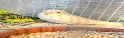 Budgerigars birds for sale: Baby budgies  - Advert 3