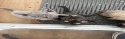 Devon Rex cats for sale: 3 girls and 1 boy 😸 - Advert 21