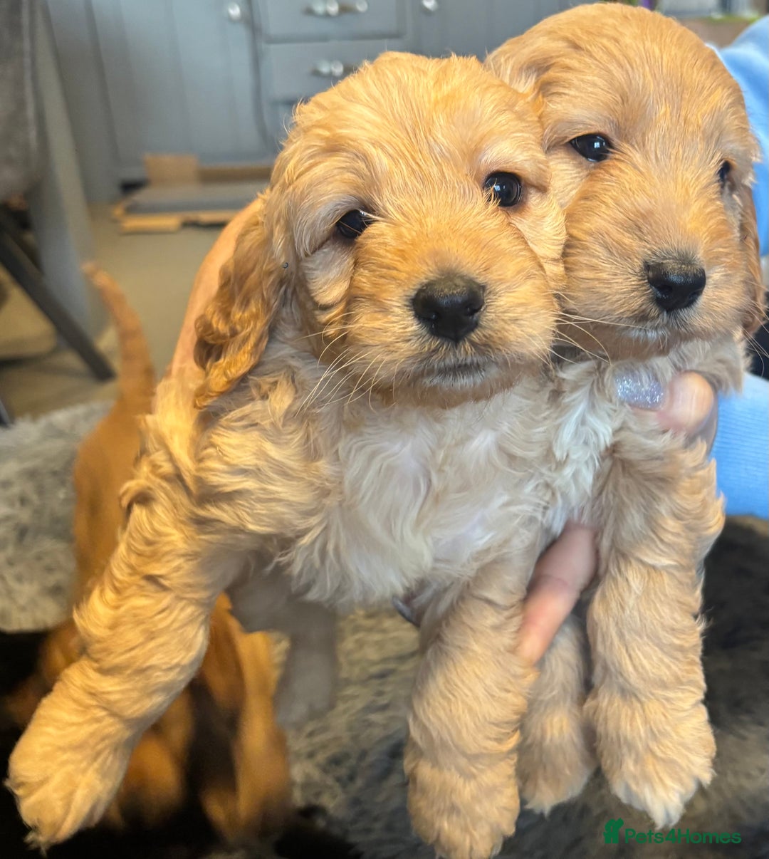 Cockapoo dogs for sale: F1 cockerpoo puppies  - Advert 1