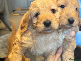 Cockapoo dogs F1 cockerpoo puppies - Advert 17