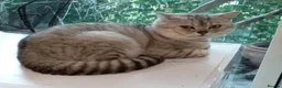 Mixed Breed cats for sale: Beautiful ragdoll x British short hair kittens  - Advert 9