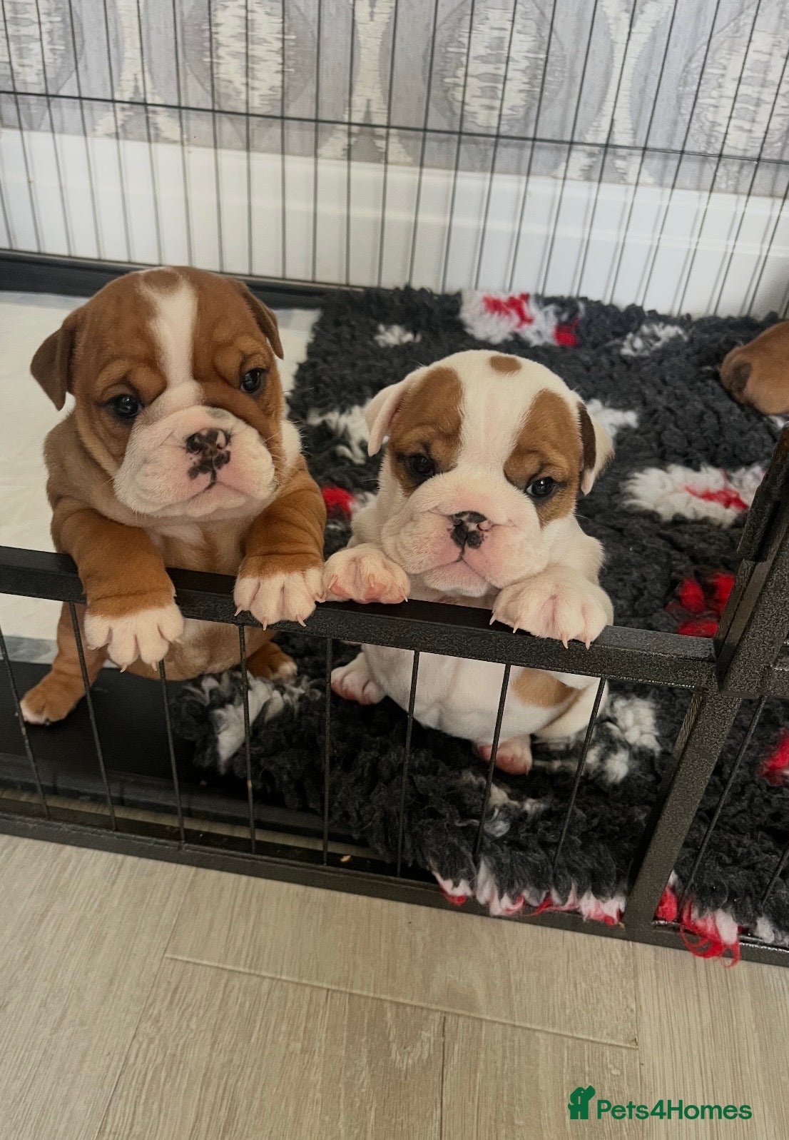 English Bulldog dogs 5 standard bulldogs silver health tested parents  - Advert 1