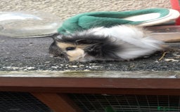 Guinea Pig rodents for sale: Male guinea pigs - Image 2