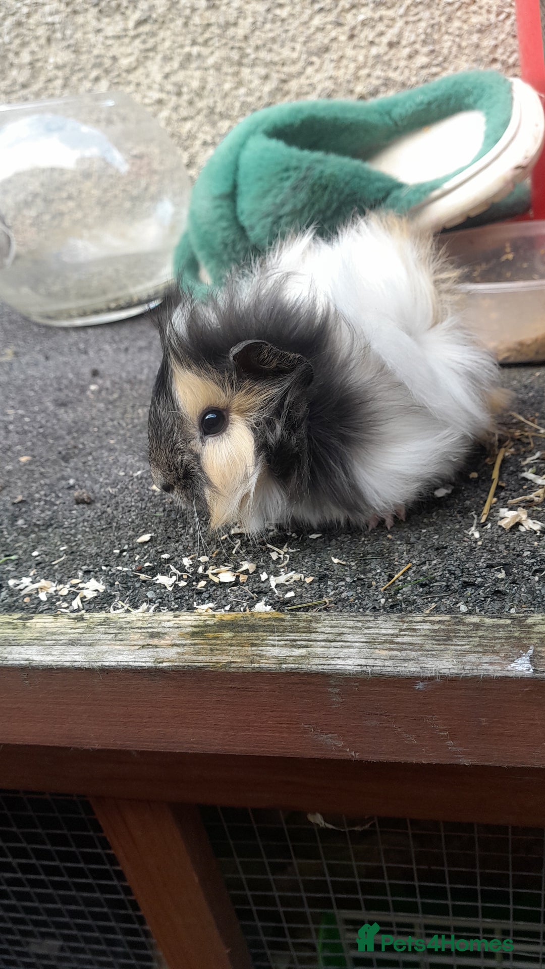 Guinea Pig rodents for sale: Male guinea pigs - Image 2