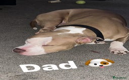 Mixed Breed dogs for sale: 2 beautiful pups READY TO LEAVE  - Image 7