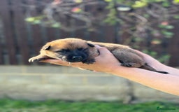 Belgian Shepherd Dog dogs for sale: Beautiful Belgian Malinois Puppies  - Image 6