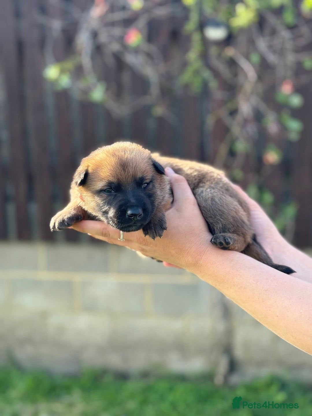 Belgian Shepherd Dog dogs for sale: Beautiful Belgian Malinois Puppies  - Image 6