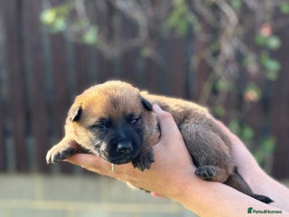 Belgian Shepherd Dog dogs - Advert 2