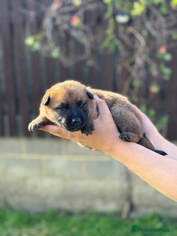 Belgian Shepherd Dog dogs - Advert 4
