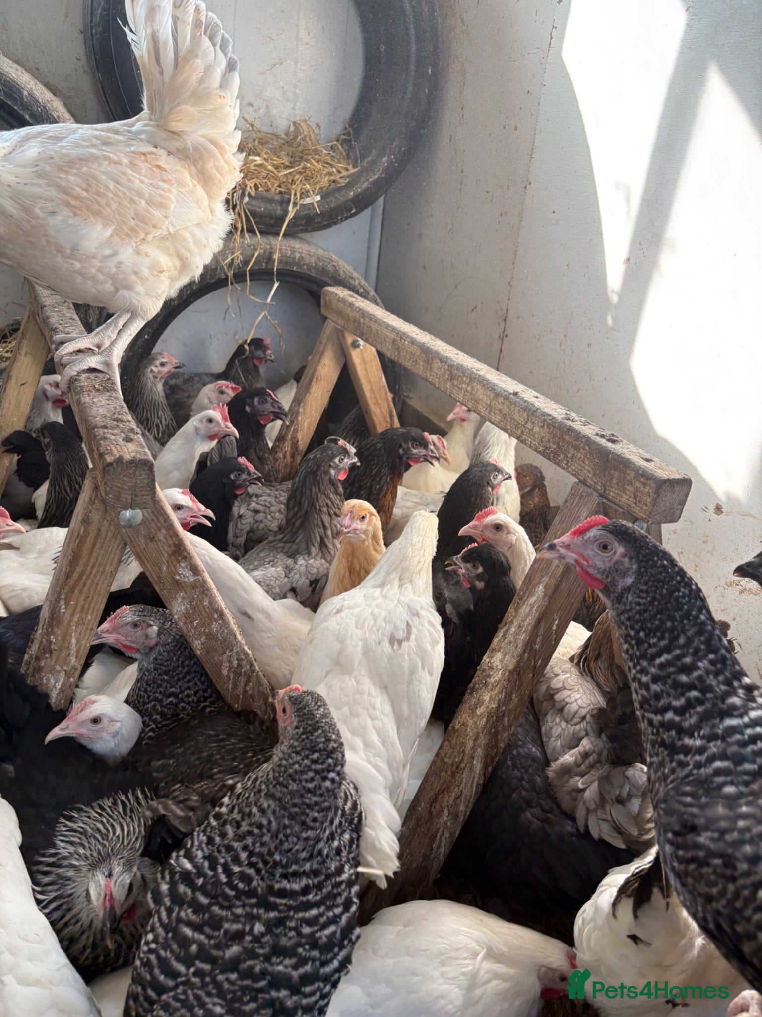 Chickens poultry Point of lay hens for sale  - Advert 1