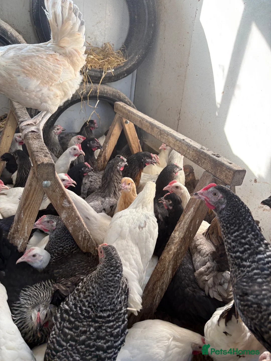 Chickens poultry for sale: Point of lay hens for sale  - Advert 1