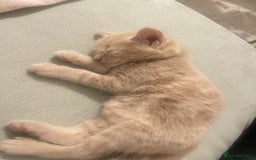 Mixed Breed cats for sale: Three sweet and playful kittens looking a new home - Advert 7