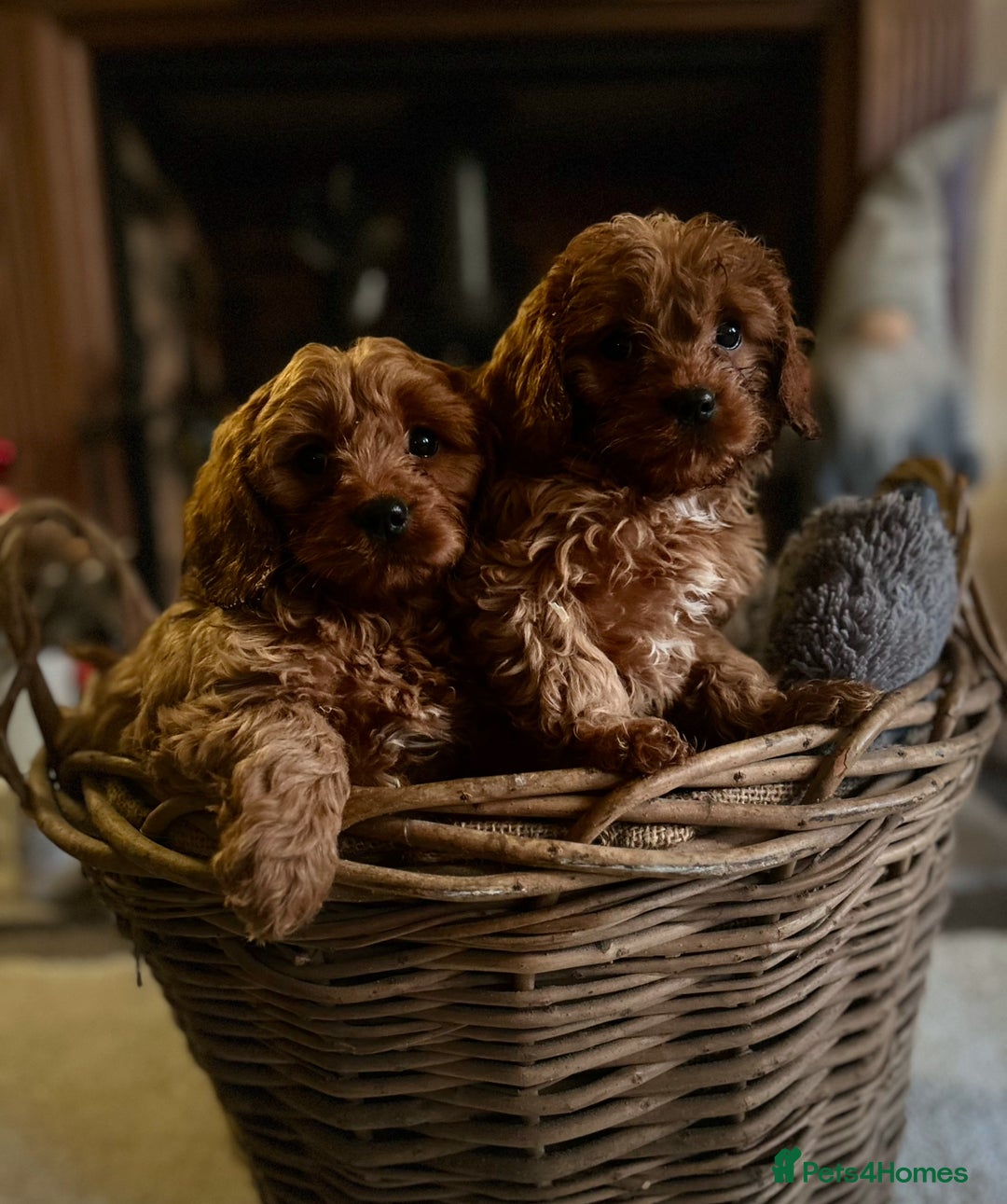 Cavapoo dogs for sale: Gorgeous Cavapoo Darlings  - Advert 3