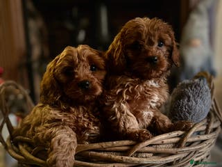 Cavapoo dogs Gorgeous Cavapoos- No Deposit Required - Advert 1