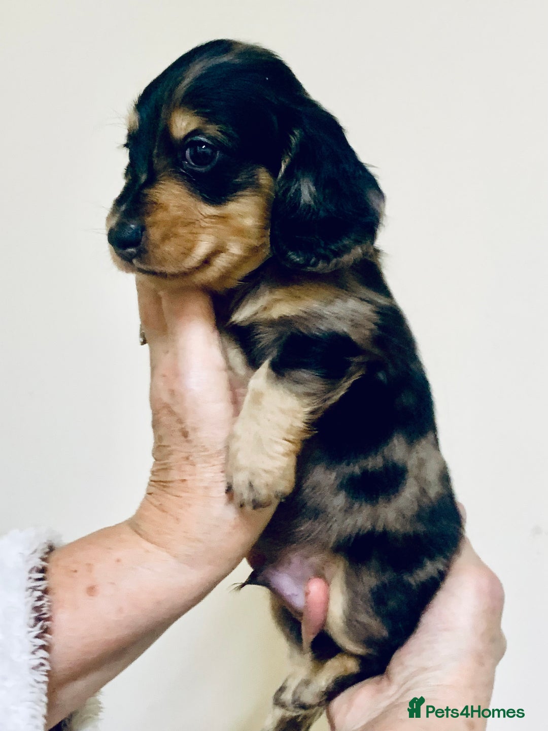 Miniature Dachshund dogs for sale: KC reg mini Longhaired Dachshunds - Advert 5