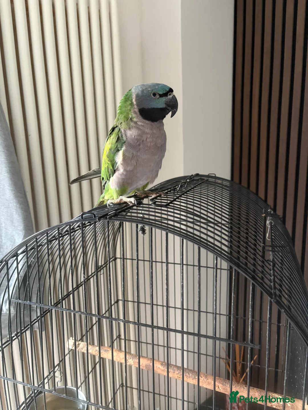 Parrots birds for sale: Lord derbeyan - Advert 4